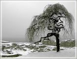 Любимото дърво през зимата ; comments:73