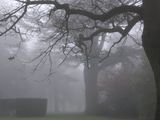 дърво в мъглата ; comments:40