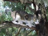 котка гледа уплашено на дърво ; comments:9