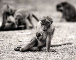 Monkey Business ; comments:143