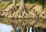 roots on the water ; comments:50