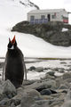 Пингвин папуа (Pygoscelis_papua) на фона на Българската антарктическа база ; comments:6