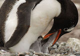 пингвин папуа (Pygoscelis papua) с потомството ; comments:33