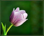 Tulip ; comments:38