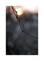 twig in sunset colour ; Comments:5
