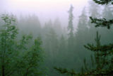 Призрачната гора ; comments:15