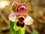 Orhideya,parvite ot taz godina ; comments:9