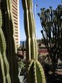 Gradski Kaktusi ; comments:6