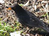 Черен кос (Turdus merula) ; Коментари:14