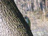 Зелен кълвач (Picus viridis) ; comments:11