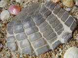 Vkamenelost na  morski taralez otpredi 65 miliona  godini......... ; comments:26