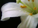 no name ( ID=299795 ) ; comments:10