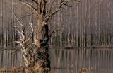 изсъхнало дърво в Дунав ; comments:26
