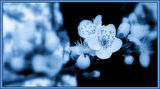 Синя нежна пролет ; comments:68