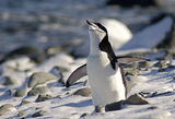 антарктически пингвин (Pygoscelis antarctica) ; comments:47