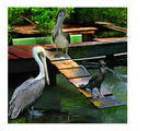 един от трима не е пеликан   ........   един от трима прави всички да са патки :)))))))))) ; comments:21