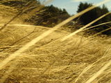 fields of gold ; comments:10