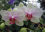 Orchid 4 ; comments:6