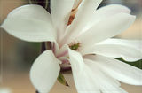 magnolia ; comments:9