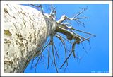 Populus nigra ; comments:9