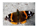 Пеперуда ; comments:6