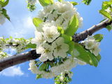 Пролетен аромат ; comments:12