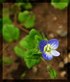 малкото сине цвете ; comments:8