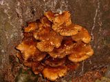 Fungi_Vitosha ; comments:6