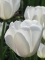 Tulipa ; comments:8