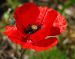 Red hot poppy ; comments:4