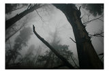 Forest in the Fog ; comments:32