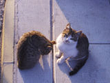 Котките на съседа ; comments:4