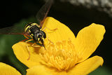Syrphidae ; comments:12