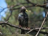 Обикновен скорец (Sturnus vulgaris) ; Коментари:6