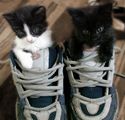 Котета в обувки ; comments:30