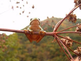 Bufo bufo (дървесна жаба) ; comments:41