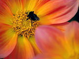 пчеличка и цветенце (bee - flower) ; comments:4