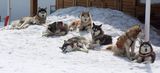 Snow Dogs ; comments:8
