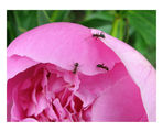 И мравките харесват хубавите цветя :) ; comments:4
