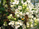 Пчеличката Мая ; comments:5