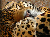 Sleeping Jaguar ; comments:41