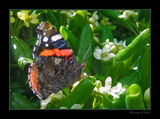no name ( ID=370208 ) ; comments:8