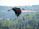 Бял щъркел (Ciconia ciconia) ; Коментари:16