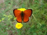 Пеперуда ; comments:21