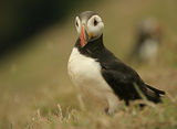 Puffin ; Коментари:51