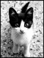 Curie Cat ; Comments:15