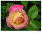 Още една българска роза от мен ; comments:18
