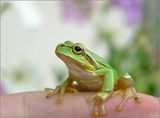 Зелено жабче ; comments:28