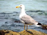 Жълтокрака чайка (Larus cachinnans) ; Коментари:4