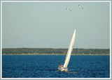 Sailing boat and the seagulls ; comments:21